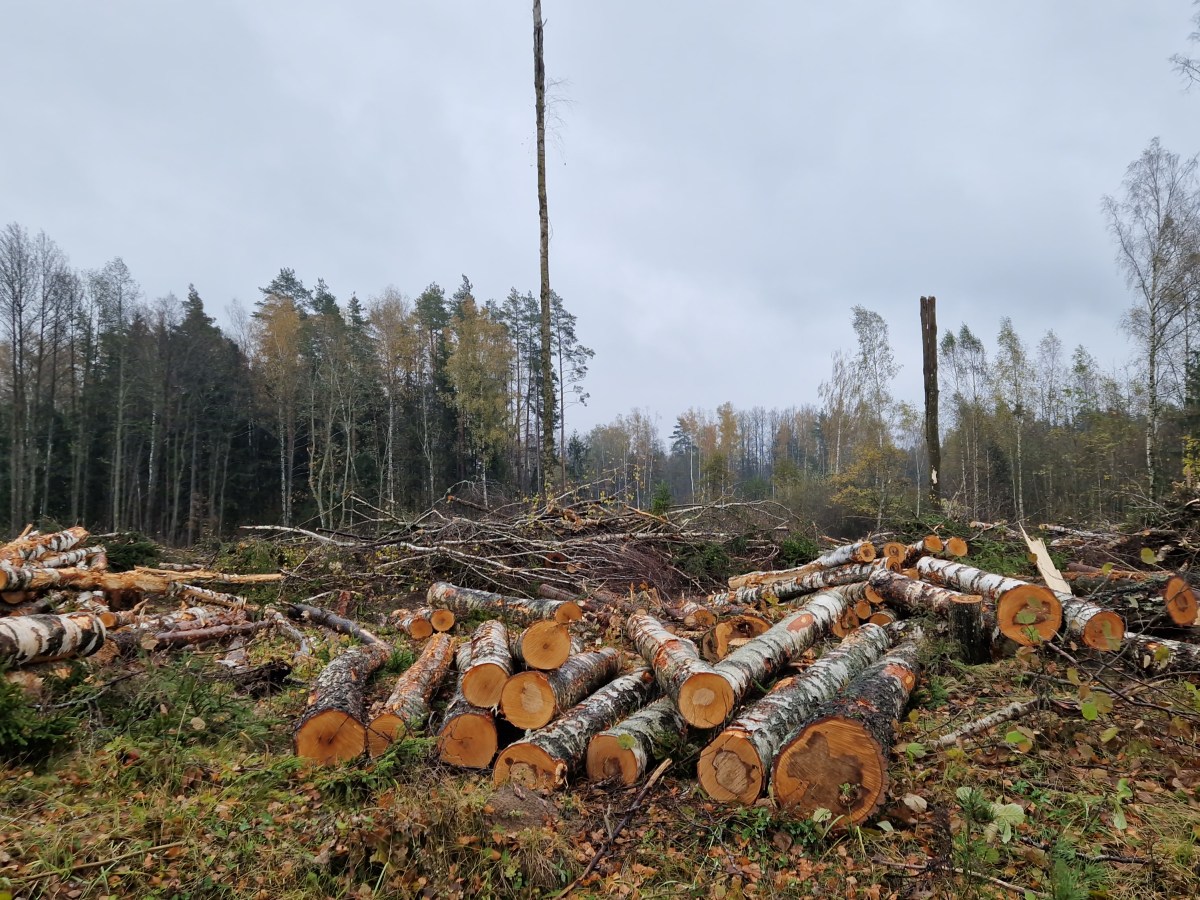 Let the Forest Grow Old! – Restoring Biodiversity in&nbsp;Lithuania